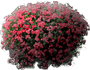 Floks Drummonda